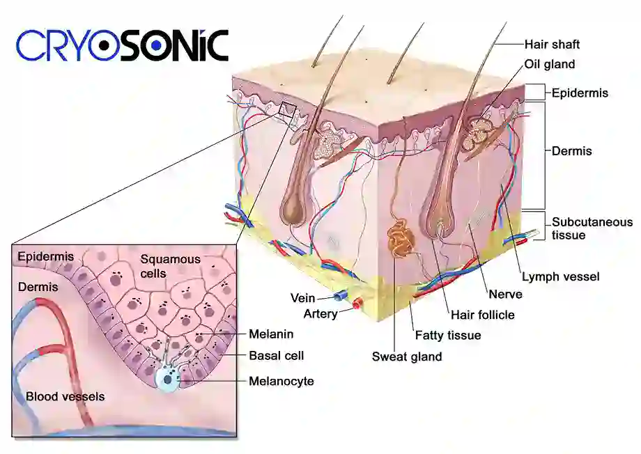 How Cryotherapy Stimulates Melanocyte Activity  Durham